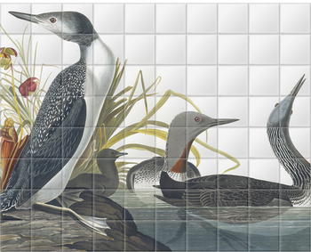 'Red-throated Loon, Gavia Stellata' Ceramic Tile Mural