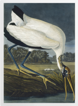 'Wood Stork, Mycteria American' Art Prints