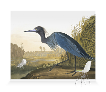 'Little Blue Heron, Egretta Caerulea' Wallpaper Mural