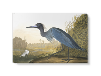 'Little Blue Heron, Egretta Caerulea' Canvas Wall Art