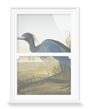 'Little Blue Heron, Egretta Caerulea' Decorative Window Films