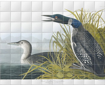 'Common Loon, Gavia Immer' Ceramic Tile Murals