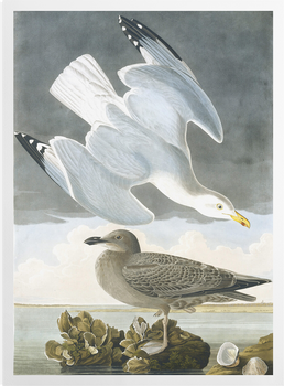 'Herring Gull, Larus Argentatus' Art Prints