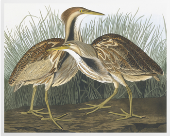 'American Bittern, Botaurus Lentiginosus' Art Prints