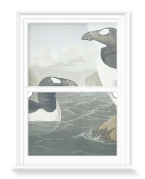 'Greek Auk, Pinguinus Impennis' Decorative Window Films