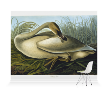 'Trumpeter Swan, Cygnus Buccinator Richardson' Wallpaper Murals