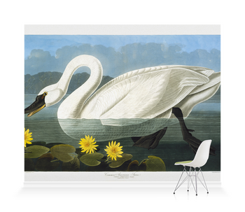 'Tundra Swan, Cygnus Columbianus' Wallpaper Mural