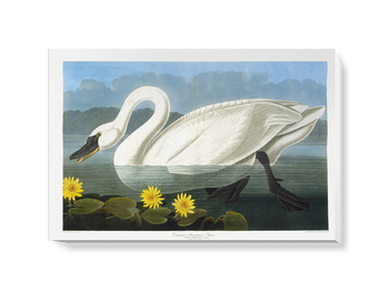 'Tundra Swan, Cygnus Columbianus' Canvas Wall Art