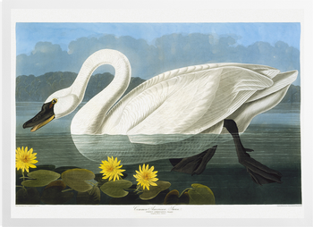 'Tundra Swan, Cygnus Columbianus' Art Prints