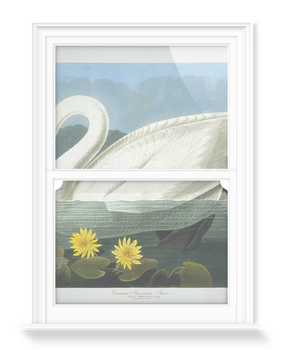 'Tundra Swan, Cygnus Columbianus' Decorative Window Films