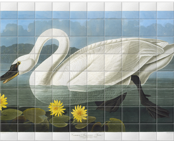 'Tundra Swan, Cygnus Columbianus' Ceramic Tile Mural