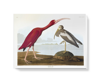 'Scarlet Ibis, Eudocimus Ruber' Canvas Wall Art