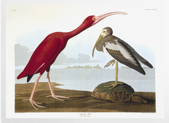 'Scarlet Ibis, Eudocimus Ruber' Art Prints