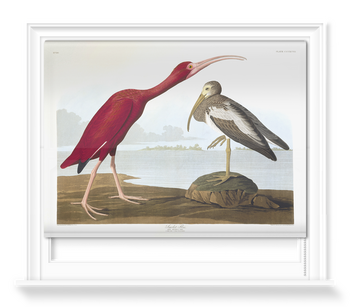 'Scarlet Ibis, Eudocimus Ruber' Roller Blind