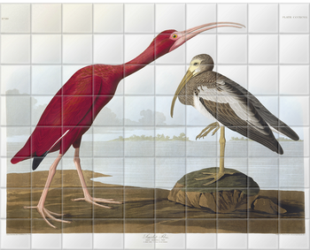 'Scarlet Ibis, Eudocimus Ruber' Ceramic Tile Mural