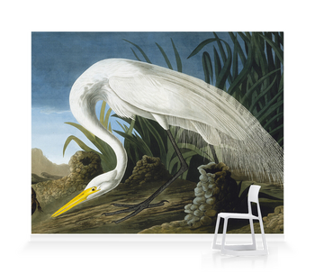 'Great Egret, Casmerodius Albus' Wallpaper Mural