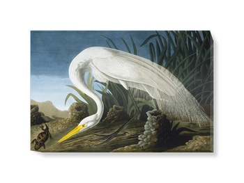 'Great Egret, Casmerodius Albus' Canvas Wall Art