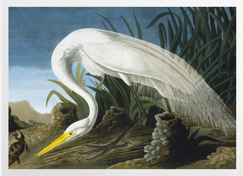 'Great Egret, Casmerodius Albus' Art Prints