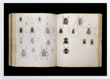 'Beetles' Art prints