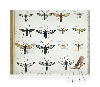 'Coloured Sketches of Insects' Wallpaper Murals