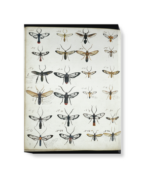 'Coloured Sketches of Insects' Canvas wall art