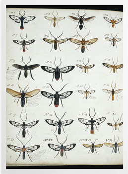 'Coloured Sketches of Insects' Art prints