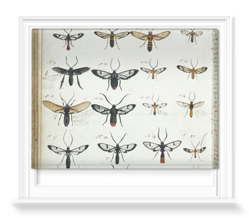 'Coloured Sketches of Insects' Roller Blinds