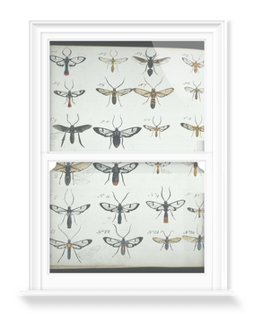 'Coloured Sketches of Insects' Decorative Window Films