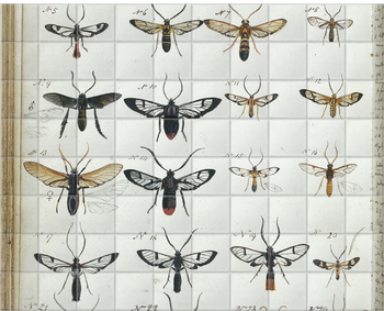 'Coloured Sketches of Insects' Ceramic Tile Murals