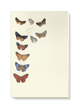 'Butterflies' Canvas wall art