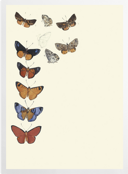'Butterflies' Art prints