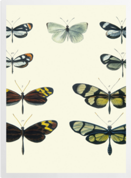 'Mimicry Among Butterflies' Art prints