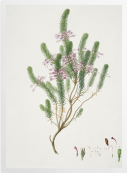 'Plate 68 Drawings of Kew Plants' Art prints