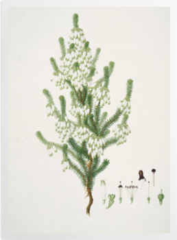 'Plate 71 Drawings of Kew Plants' Art prints