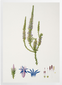 'Andersonia Caerulea, Foxtail' Art prints