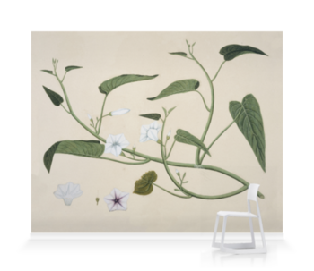 'Chinese Water Spinach Reeves Collection' Wallpaper Murals