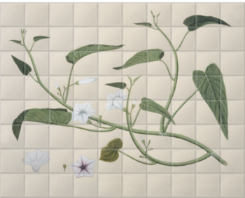'Chinese Water Spinach Reeves Collection' Ceramic Tile Murals