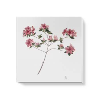 'Plate 693 Reeves Collection' Canvas wall art