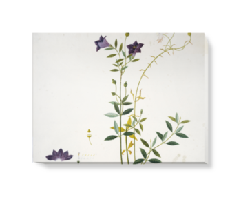 'Plate 626 Reeves Collection' Canvas wall art