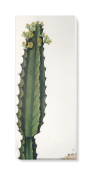 'Cactus' Canvas Wall Art