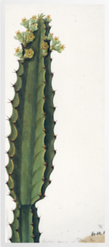 'Cactus' Art Prints