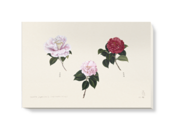 'Plate 86 Reeves Collection' Canvas wall art