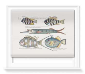 'Various Fish' Roller Blinds