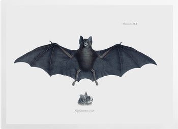 'Bat, Phyllostoma Grayi' Art Prints