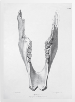 'Jawbone of Mylodon Darwinii' Art prints