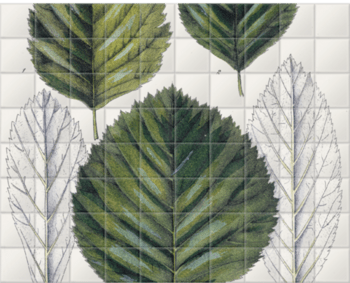 'Sorbus aria Crantz 117' Ceramic Tile Mural