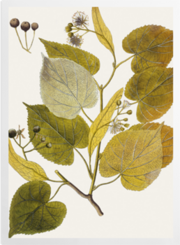 'Tillia Europaea' Art prints