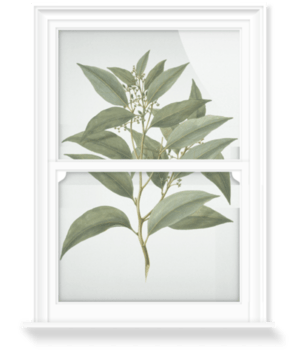 'Celtis Paniculata' Decorative Window Film