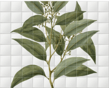 'Celtis Paniculata' Ceramic Tile Mural