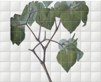 'Macropiper Excelsum' Ceramic Tile Murals